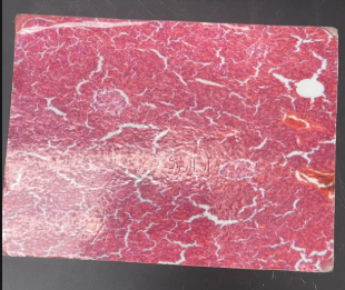 <p>Identify organs </p>