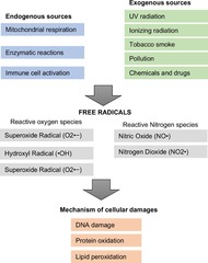<p>Redox reactions, UV light, drugs, ischemia-reperfusion, and aging.</p>