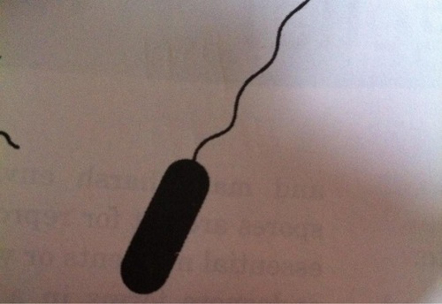 <p>single flagellum at one end</p>
