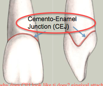 <p>Cervical Line</p>