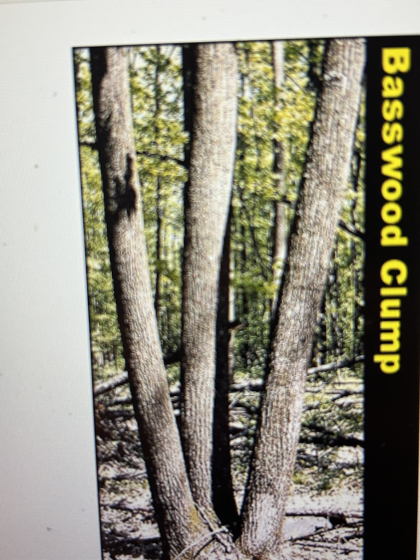 <p>Common Name: Basswood </p><p>Genus: <em>Tilia </em></p><p>Species: <em>americana</em></p><p>trees tend to clump right at base, big asymmetrical heart-shaped leaves that are serrated </p>