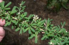<p>Lespedeza cuneata</p>
