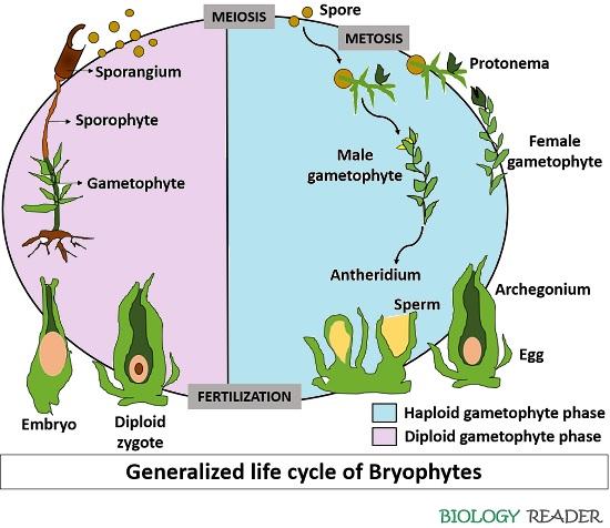 <p>reproduce with <strong>spores </strong></p><p>1) spores = waterproof cells that grow into a new organism (not really a seed)</p><p>2) requires water b/c sperm swim to the egg</p><p>3) reproduction method is very similar</p>