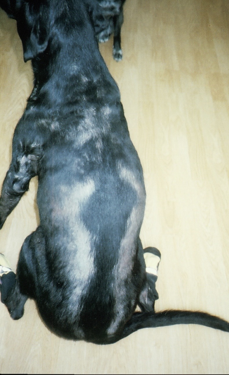 <p>Bilateral symmetrical alopecia, rat tail, skin lesions, weight gain, heat seeking, lethargic, dry coat, low heart rate and temperature</p>