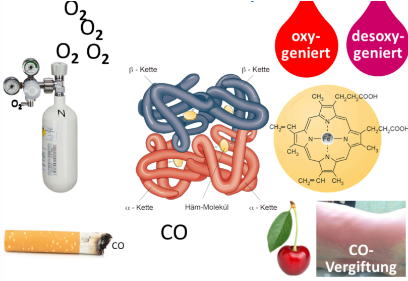 <ul><li><p>Der Sauerstofftransport im Blut findet nur zu einem geringen Anteil als im Blutplasma gelöster Sauerstoff (O2) statt</p></li><li><p>Viel effizienter ist der Transport an Hämoglobin (Hb), dem roten Blutfarbstoff, der ca. 1/3 des Volumens der Erythrozyten ausmacht.</p></li><li><p>Jedes Hb-Molekül hat vier Bindungsstellen für O2 (das Häm)</p></li><li><p>Das zentrale Eisenatom in diesen Bindungsstellen wird durch den Sauerstoff aber nicht oxidiert, denn dann wäre der Sauerstoff extrem fest gebunden</p></li><li><p>Er soll aber im Gewebe wieder leicht abgegeben werden können</p></li><li><p>Deswegen ist die Bindung lockerer, man spricht von einer Oxygenierung anstelle von einer Oxidation</p></li><li><p>Oxygeniertes Blut besitzt eine hellrote Farbe, desoxygeniertes Blut sieht hingegen bläulich-dunkelrot aus</p></li></ul><p></p><ul><li><p>Vorsicht: Kohlenmonoxyd hat eine 300-fach höhere Affinität an das Häm (es entsteht dadurch „Carboxyhämoglobin“) und blockiert dadurch eine Bindungsstelle. Darüber hinaus sorgt dies dafür, dass die übrigen Häms des Hb-Moleküls ihren Sauerstoff fester binden und diesen daher im Gewebe kaum wieder abgeben können</p></li><li><p>Dass Verkehrsteilnehmer und Raucher nicht so leicht an einer Kohlenmonoxyd-Vergiftung sterben, liegt daran, dass das Lungengewebe für CO nur sehr schlecht permeabel ist</p></li></ul><p></p>