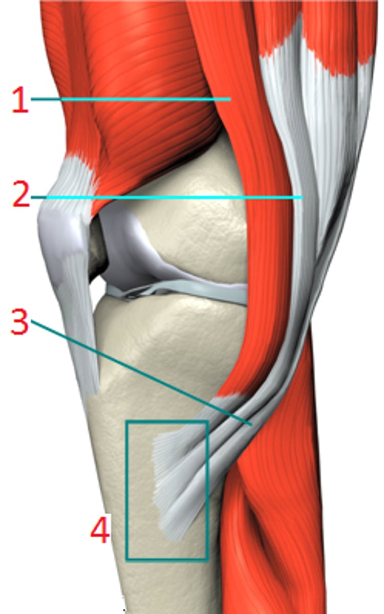 <p>4</p>
