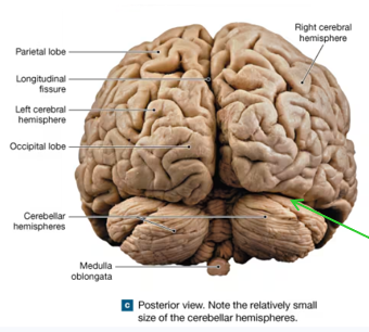 <p>Separates left and right hemispheres of the cerebrum from the cerebellum</p>