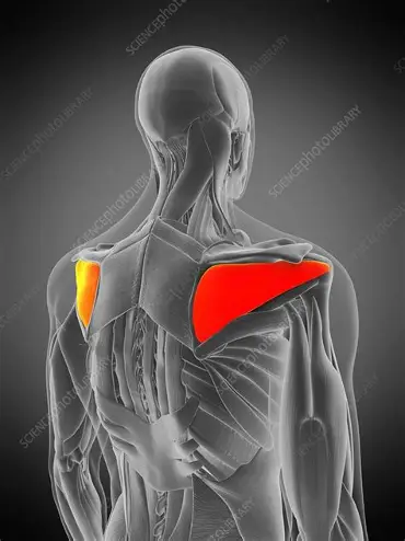 <p>Lateral rotation of humerus</p>