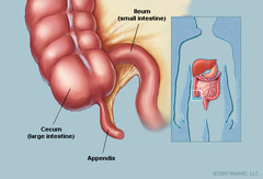 <p>appendix</p>