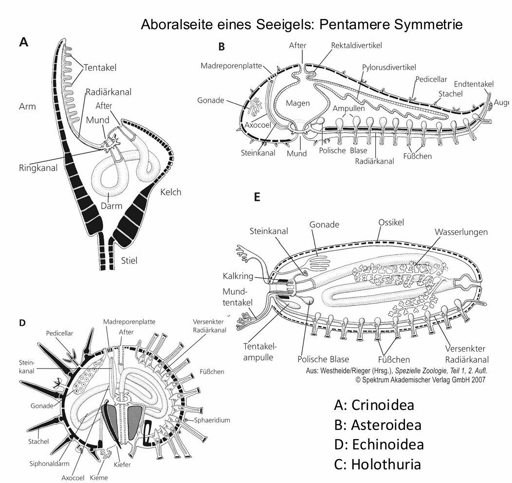 <ul><li><p>Ambulacralsystem (Hydrocoel): flüssigkeitsgefülltes Kanalsystem, Ringkanäle, <u>Nahrungserwerb, Fortbewegung, Gasaustausch, Osmoregulation, Exkretion</u></p><ul><li><p>Hydraulisches System</p></li><li><p>Poli´sche Blase: Druckausgleich</p></li><li><p>Tiedemannsche Körperchen: Ionenregulation</p></li></ul></li><li><p>Bei Seesternen, Seeigeln und Seegurken: Tentakel zu Ambulacralfüßchen umgewandelt</p></li><li><p>Madreporenplatte (Axocoel): aborale Seite, <u>Druckausgleich</u>, Siebplatte, Austausch mit Außenwelt, enthält eine der 5 Genitalplatten</p></li><li><p>Steinkanal: Verbindung zwischen Hydrocoel und Axocoel</p></li><li><p><u>Gonaden, Verdauungssystem</u> -> Metacoel (Somatocoel)</p></li></ul><p></p>