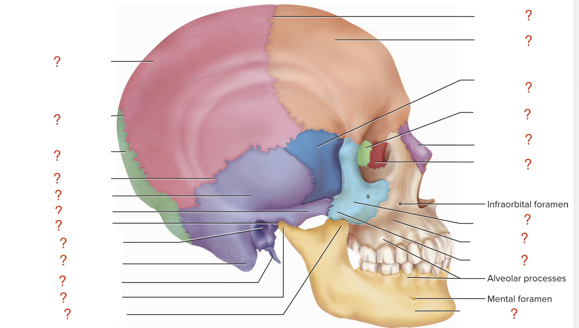 <p>List all the bones and bony markings.</p>