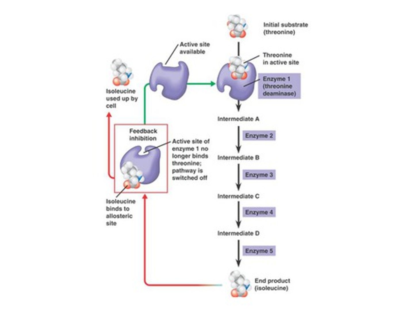 <p>isoleucine - threonine is converted into isoleucine (end product) by an enzyme, isoleucine then binds to the allosteric site and blocks activity, isoleucine synthesis inhibits further production of isoleucine</p>