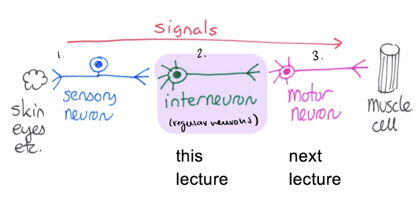 <p>3 types of neurons:</p><ol><li><p>sensory </p></li><li><p><strong>interneuron (regular neurons)</strong></p></li><li><p>motor neuron </p></li></ol><p></p>