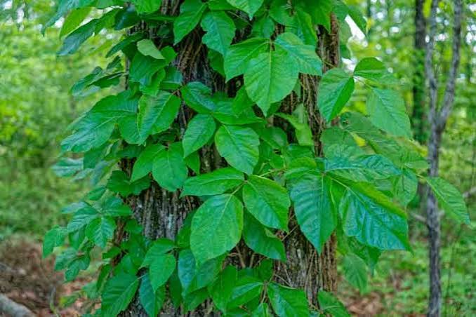 <p>A massive, thick “Harry “Woody vine, climbing, straight up tree trunks or threading against ground cover. Three distinct leaflets.</p>