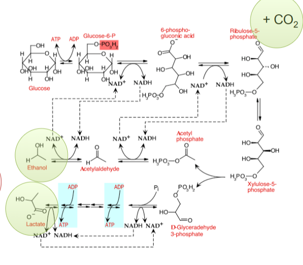 <p>makes lactate, ethanol, CO2</p><p>uses PPP, EMP</p>