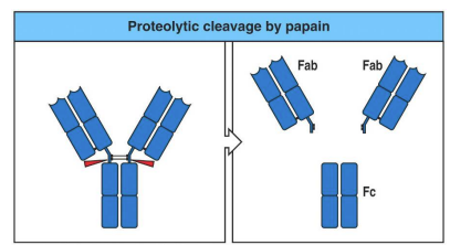 <p>What is the Fc region on an antibody important for?</p>