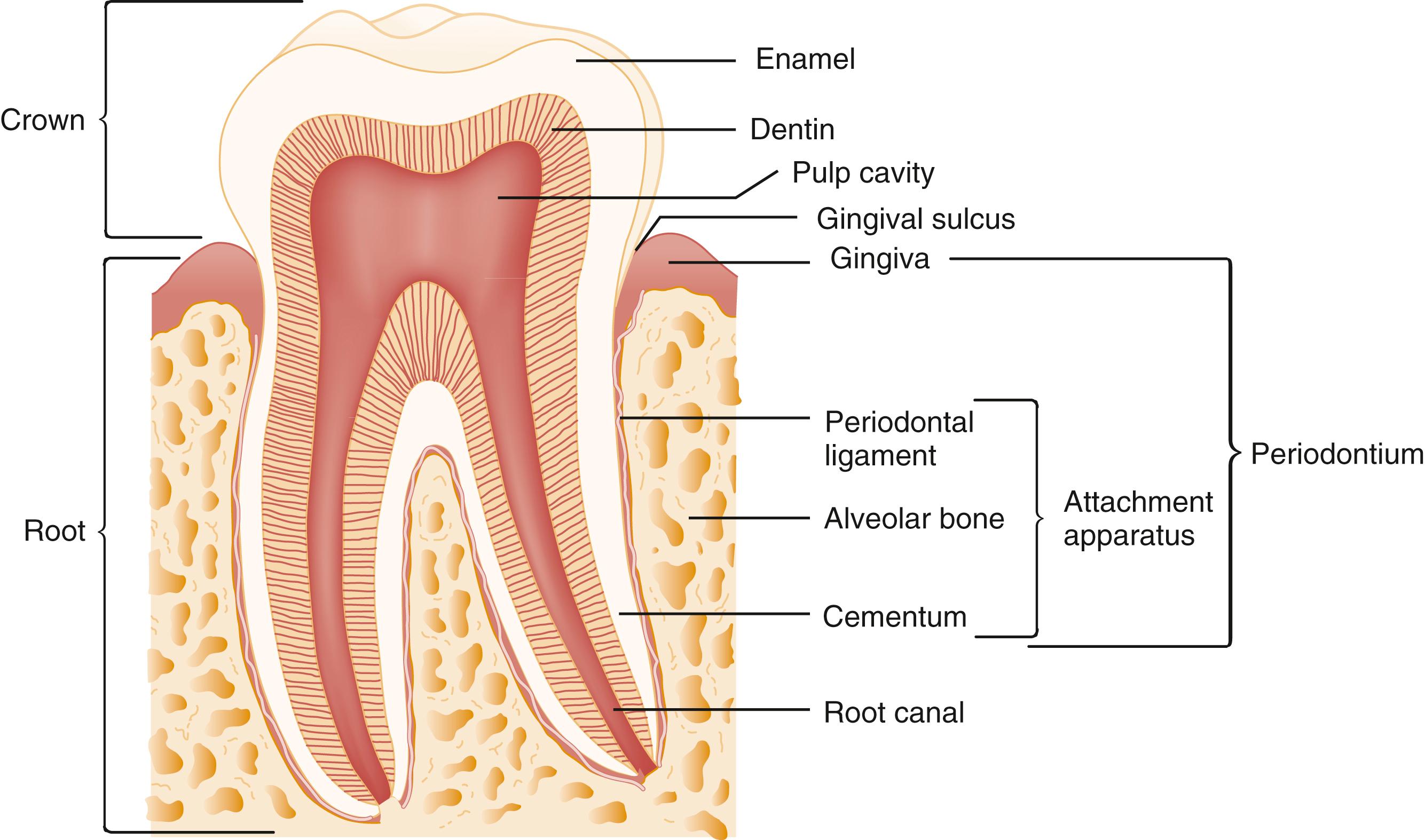 <p>Healthy- 0.5mm deep, 2mm on probing</p><p>Gingival sulcus- space between neck of tooth and gingival tissue </p>