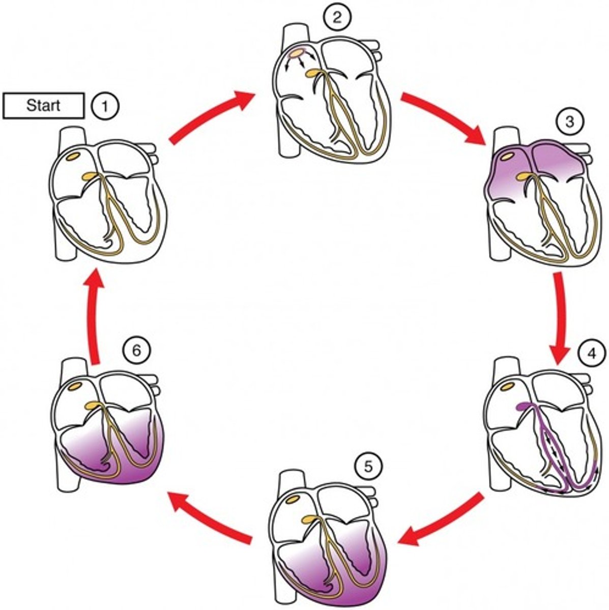 <p>initiate the contraction of both atria</p>
