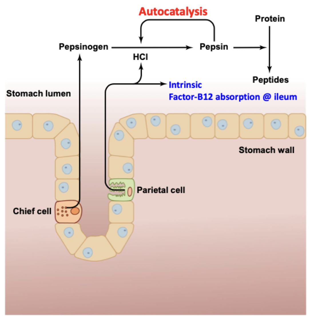 <p>Pepsinogen is produced by chief cells → activated by HCl to make pepsin (can autocatalyze itself) → breaks down proteins into peptides</p><p>Inactivated by alkaline pH in small intestine and isn’t essential, pancreas can produce proteases that do the same thing</p>