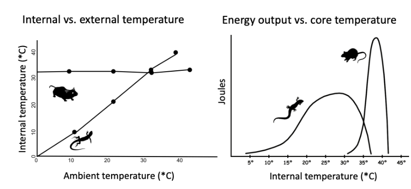 <p>Endotherms and ectotherms respond differently to temperature</p>