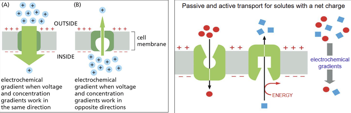 <p>electrochemical</p>
