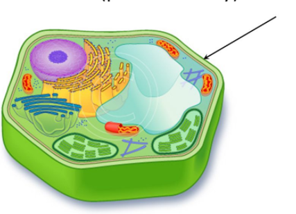 <p>Rigid outer layer that supports and protects a plant cell.</p>