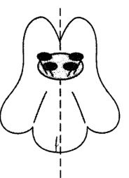 <p>Id floral symmetry?</p>