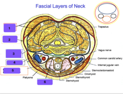 <p>Identify the fascia at #3</p>