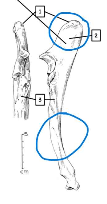 <ul><li><p>tall, domed olecranon</p></li><li><p>thick, short, triangular shaft</p></li></ul><p></p><p>pig ulna </p><p></p>