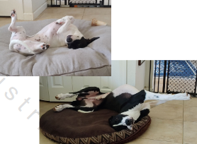 <p>Relating to the underside of a body</p>