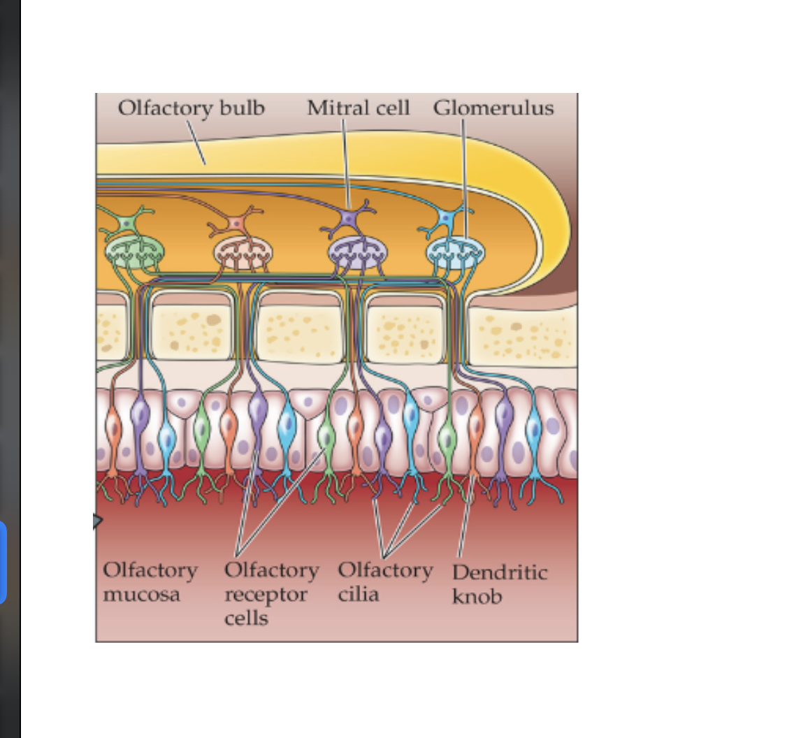 <p>What is the Purpose of the Glomerulus, and the Mitral Cells</p>