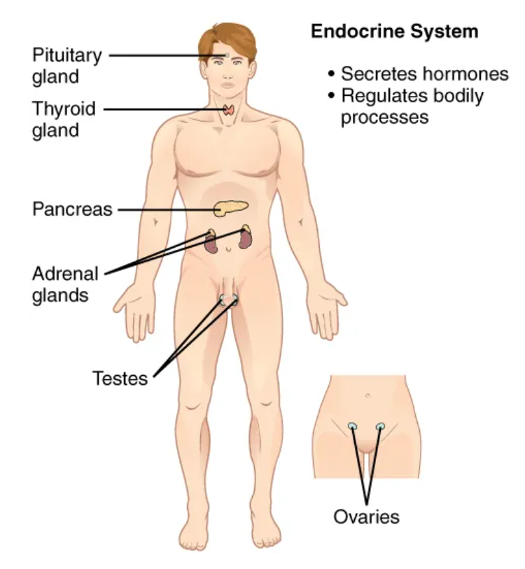 <p>secretion of hormones that direct changes in other systems (thyroid, pituitary gland, adrenal gland, pancreas, pineal)</p>