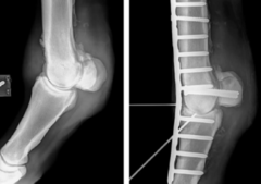 <p>What is the prognosis for metacarpophalangeal (fetlock) joint OA?</p>