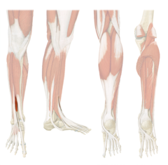 <p>Definition: A long, slender muscle in the anterior compartment of the lower leg that runs from the fibula to the big toe, deep to the tibialis anterior. It primarily moves the big toe and assists with lifting the foot.</p><p> - Action: Dorsiflex ankle (foot); Extend hallux </p><p> - Innervation: Deep fibular nerve</p>