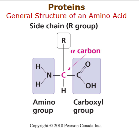 <p>amino group, side chain/R group, carboxyl group.</p><p>form with peptide bond, between OH and H, form H2O</p><p>connect C with N</p><p>can be primary, secondary, tertiary, or quaternary</p><p>functions</p><ul><li><p>enzymatic</p></li><li><p>defensive - antibodies</p></li><li><p>storage -casein, ovalbumin</p></li><li><p>transport - hemoglobin</p></li><li><p>hormonal - insulin</p></li><li><p>receptor </p></li><li><p>movement - actin/myosin</p></li><li><p>structural - keratin</p></li></ul><p></p>