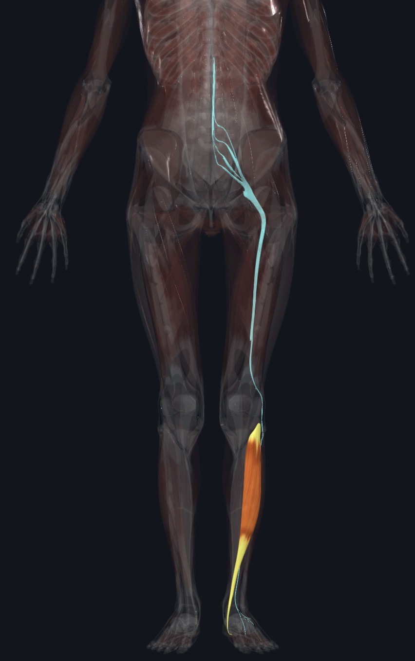 <p>Deep fibular N. (L4,L5)</p>