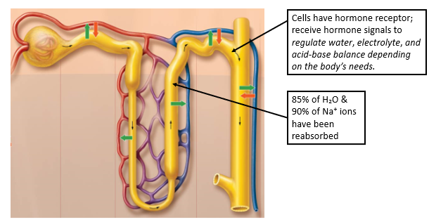 <ul><li><p>Cells with hormone receptors receive hormone signals to regulate water, electrolyte, and acid-base balance depending on the body’s needs</p></li><li><p>85% of H<sub>2</sub>O is reabsorbed</p></li><li><p>90% of Na<sup>+</sup> ions have been reabsorbed</p></li></ul><p></p>