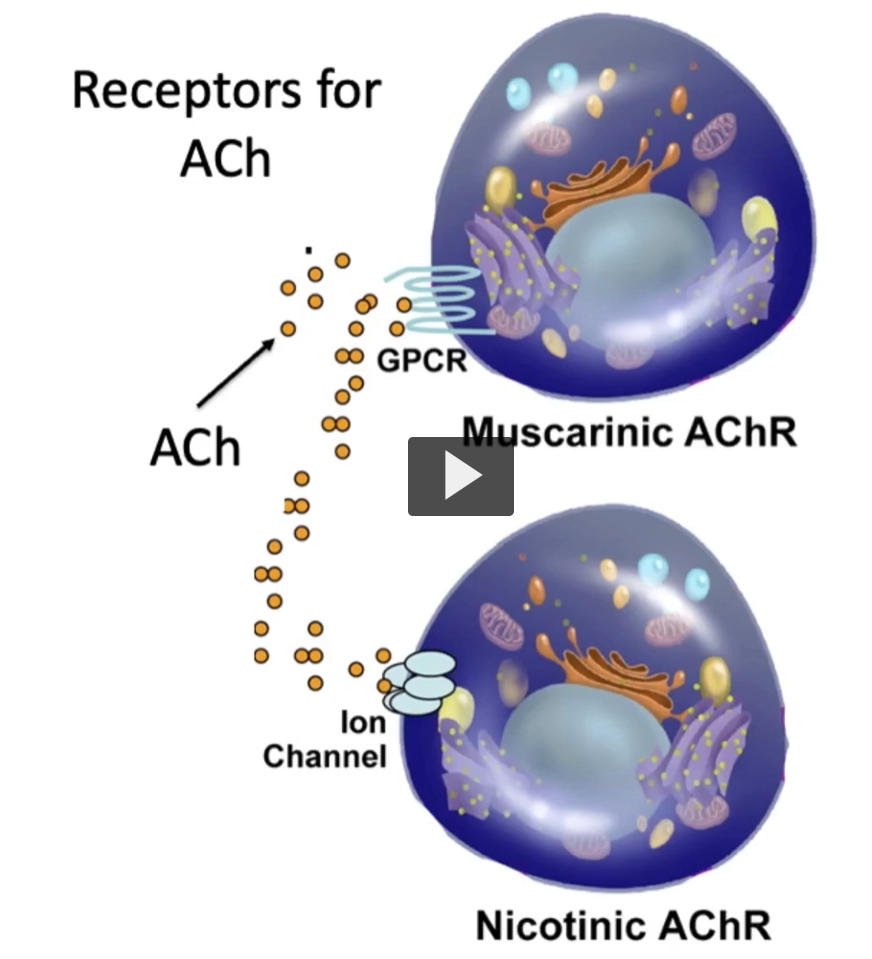 <p><u>Receptors for ACh</u></p><p>There are<strong> two</strong> <strong>main</strong> <strong>acetyl-choline receptor types</strong>. </p><ol><li><p><strong>muscarinic acetyl-choline receptors</strong>, which are <strong>metabotropic</strong> and <strong>G-protein</strong>. The <strong>muscarinic acetyl-choline receptors mediate para-sympathetic effects. </strong></p></li></ol><p>-muscarine does NOT mean muscle, it means muscarine (a mushroom)</p><ol start="2"><li><p>On the other hand, there are <strong>Nicotinic acetyl-choline receptors</strong>, which are <strong>ionotropic</strong>, <strong>regulating ion channels</strong>, <strong>facilitating skeletal muscle contraction. </strong></p></li></ol><p>Both muscarinic and nicotinic acetyl-choline receptors play roles in the autonomic and central nervous system function. </p><p>Scientists named receptor types based on <strong>which plant toxins activated them</strong>:</p><ul><li><p><strong>Muscarinic → muscarine (mushroom)</strong></p></li><li><p><strong>Nicotinic → nicotine (tobacco)</strong></p></li></ul><p></p>