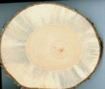 <p>What is this and what does it show? Bonus: What is reaction wood and why is it present in this tree cookie?</p>