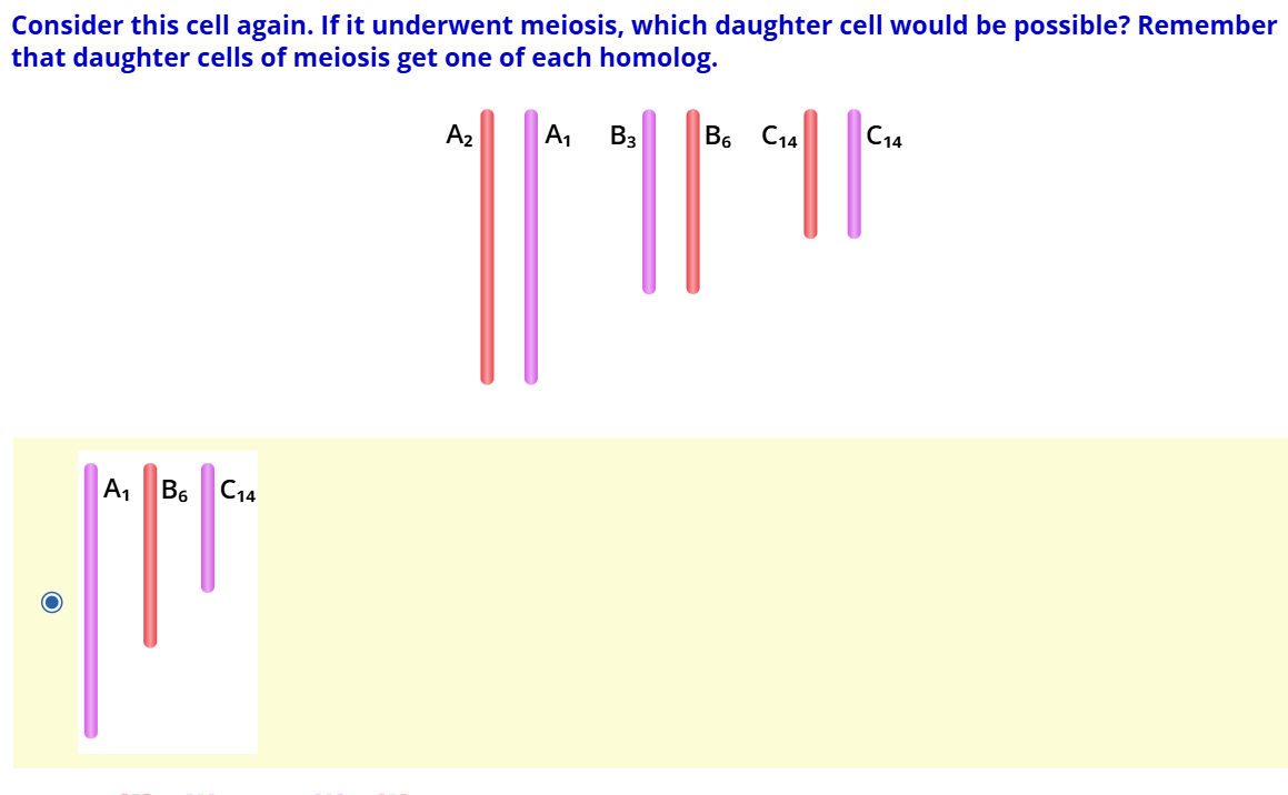 <p><strong>chromosomes</strong></p><p><strong>genes</strong></p><p><strong>alleles</strong></p><p><strong>homologous </strong></p><p><strong>2n = 6 (pilodity)</strong></p><p><strong>so n = 3</strong></p><p><strong>nah bc no sister chromatids present</strong></p><p><strong>diploid </strong></p>