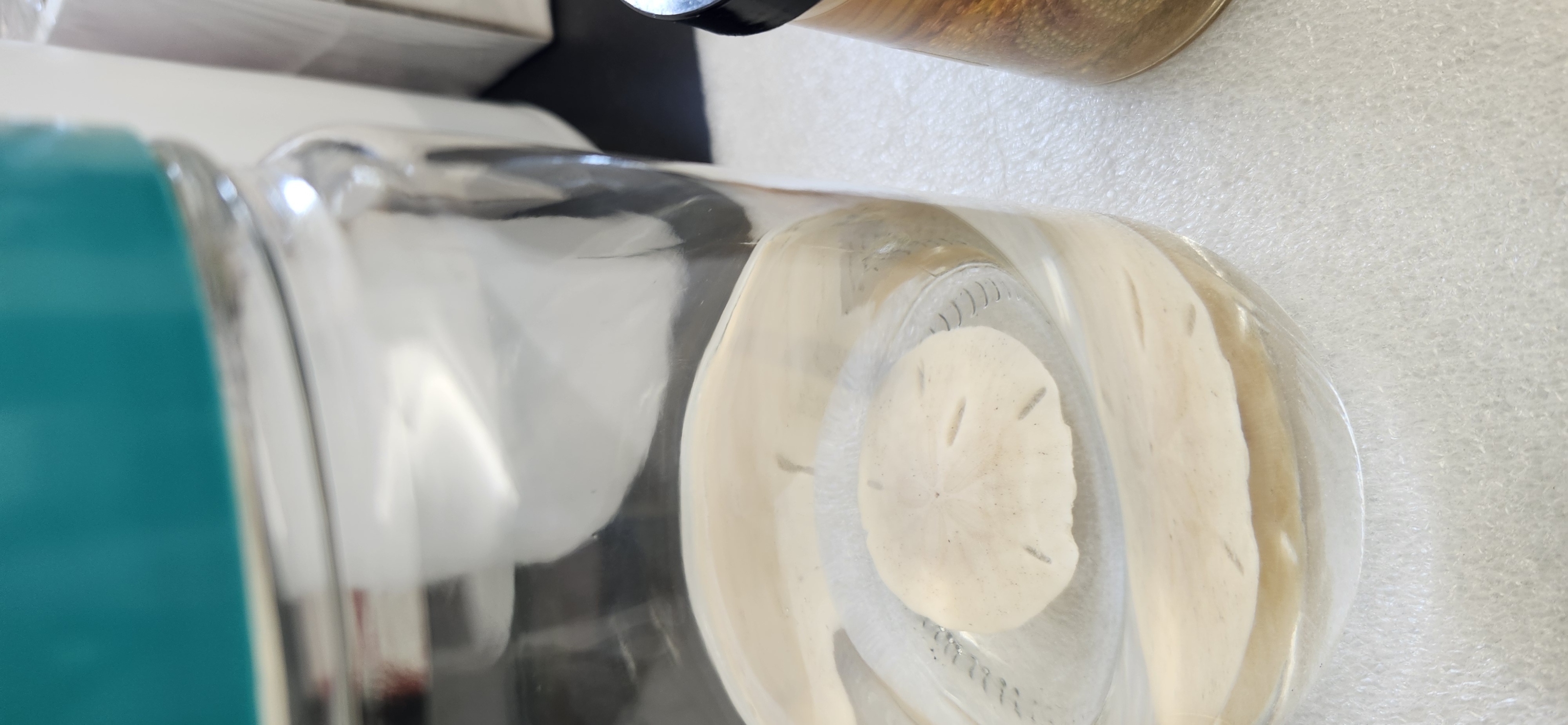 <p>What is the phylum and class of the organism? What is the common name?</p>