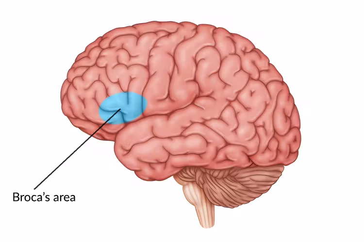 <p>Production of speech and coordinates muscles</p>