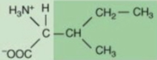 <p>A neutral, nonpolar amino acid with the three-letter abbreviation Ile and single-letter code I.</p>
