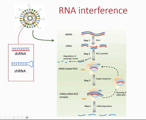 <p><span>Gene silencing by degrading mRNA. esp in retroviruses they way they integrate make double stranded rna which is used to make dna</span></p><p><span>dicer- dsRNA recognises it and cuts it</span></p><p><span>RISC ecapsualte fragments and release some</span></p>