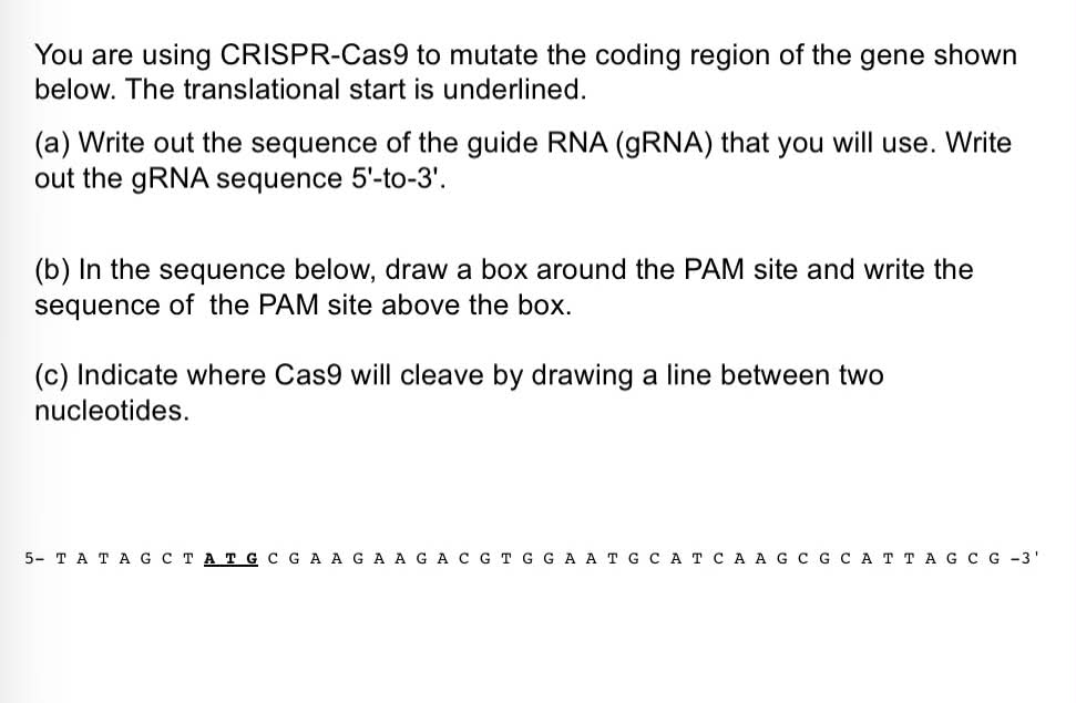 <p>& indicate translational start site w/ an arrow</p><p>__</p><p>Which DNA repair mechanism would result in a mutation if a donor template is not used? What type of mutation could be introduced & where in the given DNA?</p><ul><li><p>b/c the mutation is at this specific place in the DNA, it is a __ mutation</p></li></ul><p>what is repair mech. & type of mut. introduced if has donor template?</p>