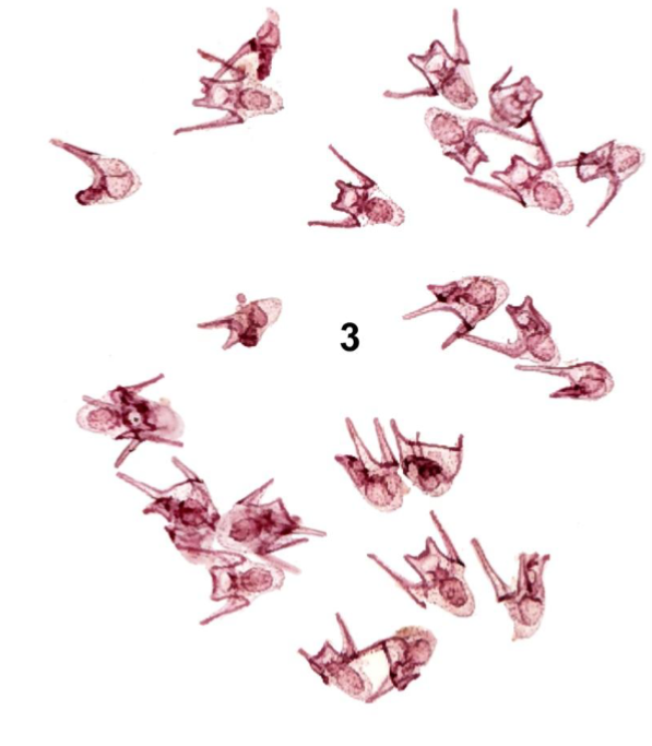 <p>What larval stage is this?</p>