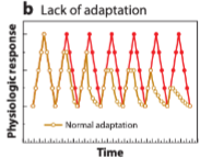 <ul><li><p><span>Normally, the body "gets used" to a repeated, non-threatening stressor (like public speaking)</span></p></li><li><p><span>In this case, the body fails to habituate, treating every single instance as a brand-new, high-level emergency</span></p></li></ul><p></p>
