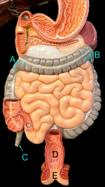 <p>What represents E?</p>