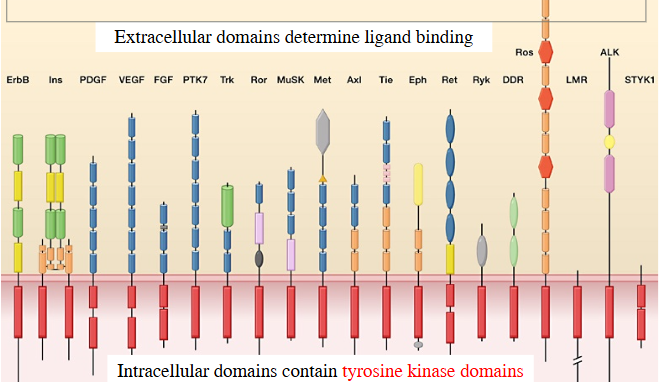 <p>Ec domains </p>