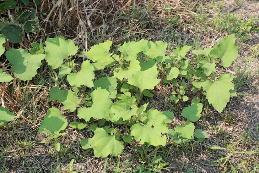 <p>Identify the weed</p>